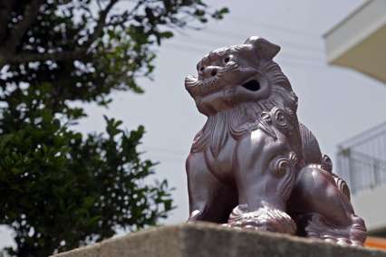시서스 가루 효과: 1주 관절 건강 개선